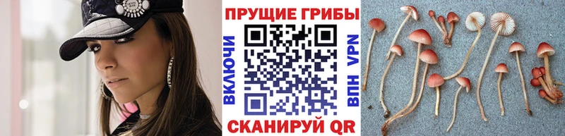 купить наркотик  Орлов  Галлюциногенные грибы MAGIC MUSHROOMS 